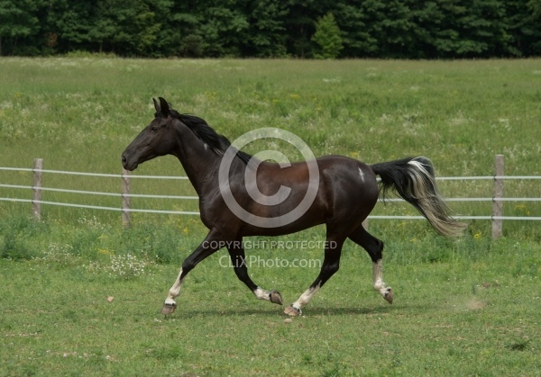 Tennessee Walker Free Running