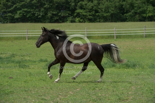 Tennessee Walker Free Running