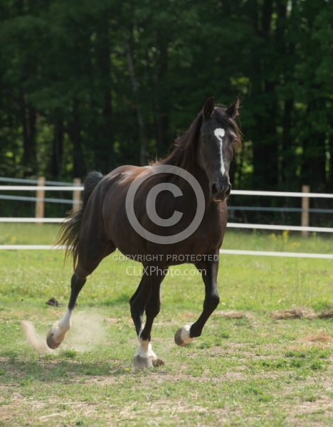 Tennessee Walker Free Running