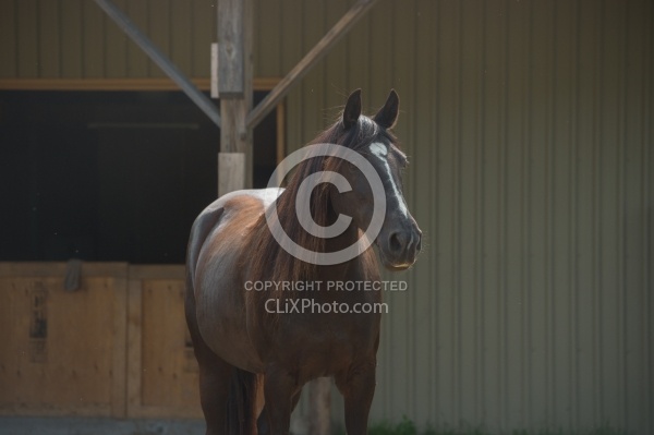 Home Horse Keeping General