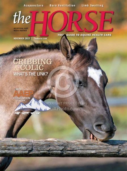 The Horse November 2019