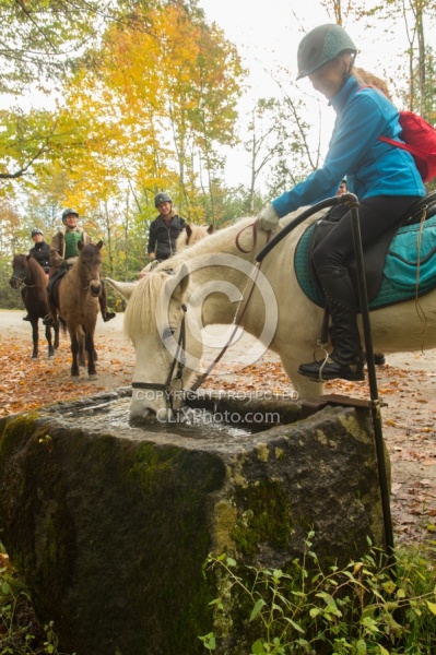 Fall colors  with The Vermont Icelandic Horse Farm