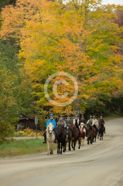Fall colors  with The Vermont Icelandic Horse Farm