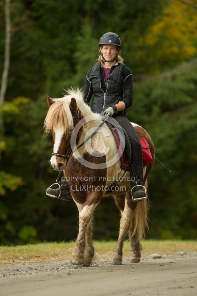 Fall colors  with The Vermont Icelandic Horse Farm