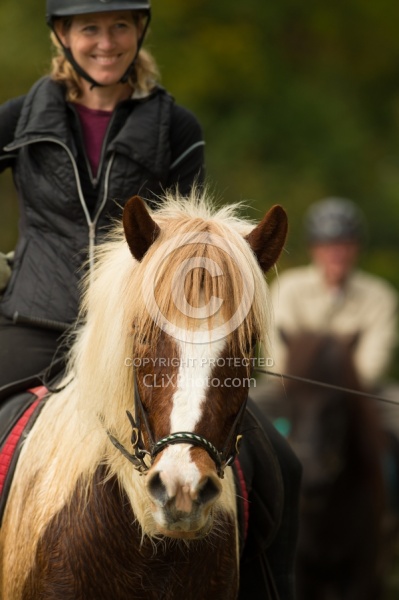 Fall colors  with The Vermont Icelandic Horse Farm
