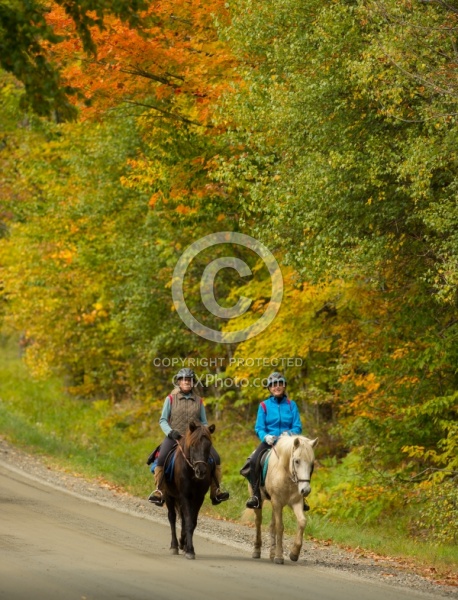 Fall colors  with The Vermont Icelandic Horse Farm