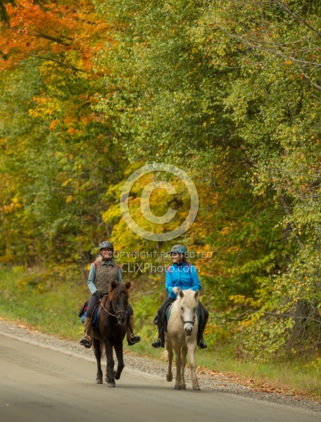 Fall colors  with The Vermont Icelandic Horse Farm