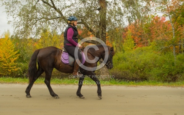 Fall colors  with The Vermont Icelandic Horse Farm