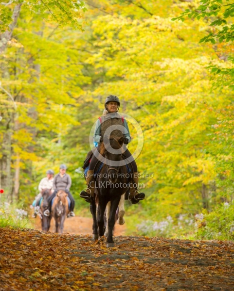 Fall colors  with The Vermont Icelandic Horse Farm