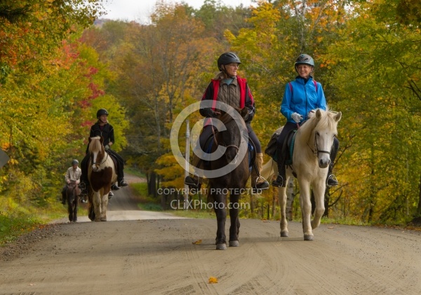 Vermont Icelandic Horse Farm