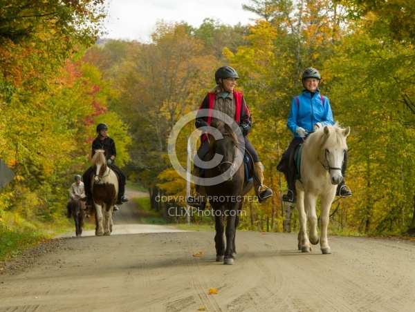 Vermont Icelandic Horse Farm