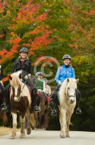 Vermont Icelandic Horse Farm