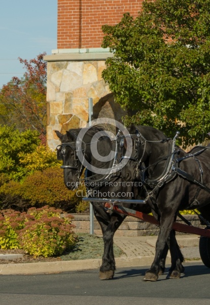 Percheron in Driving Harness