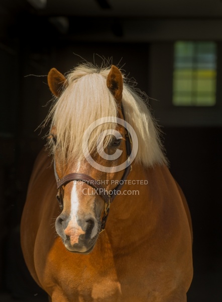 Halflinger Portrait