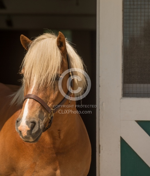 Halflinger Portrait