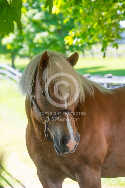 Halflinger Portrait