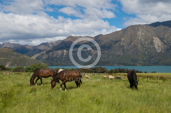 Hunter Valley Station, New Zealand