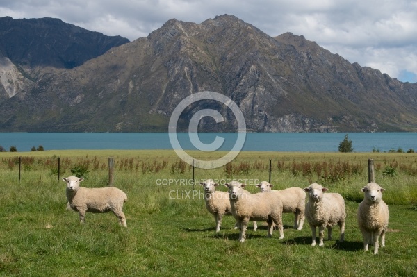 Hunter Valley Station, New Zealand