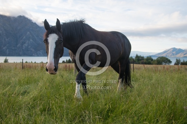 Hunter Valley Station, New Zealand