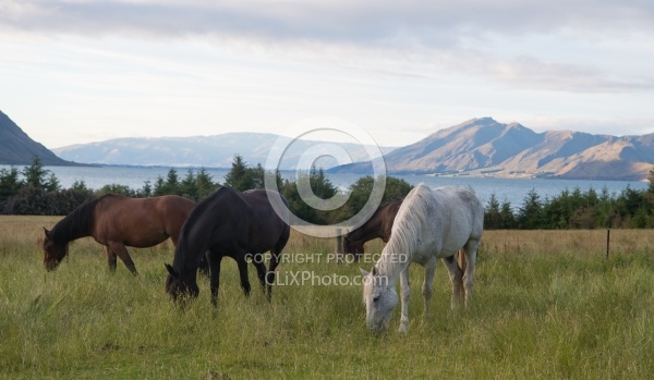 Hunter Valley Station, New Zealand