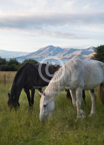 Hunter Valley Station, New Zealand