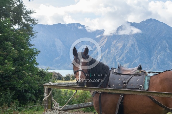 Pack Horse Before The Ride to Boundary Hut From Hunter Valley Station
