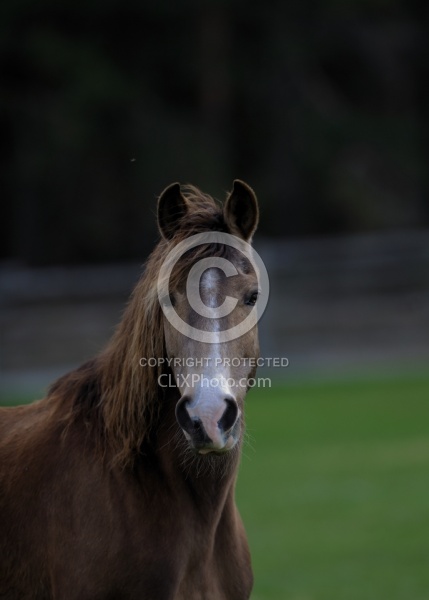 Tennessee Walker Portrait