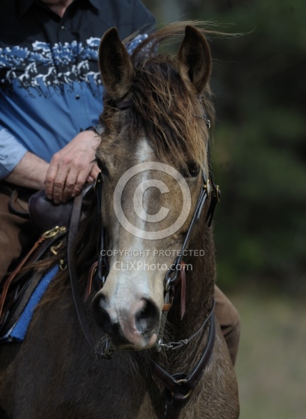 Tennessee Walker Portrait