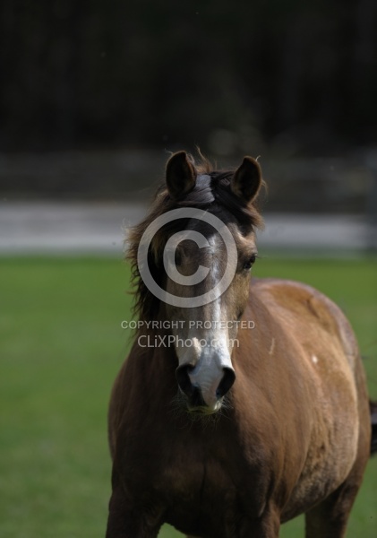 Tennessee Walker Portrait