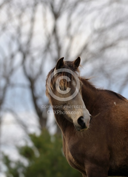 Tennessee Walker Portrait