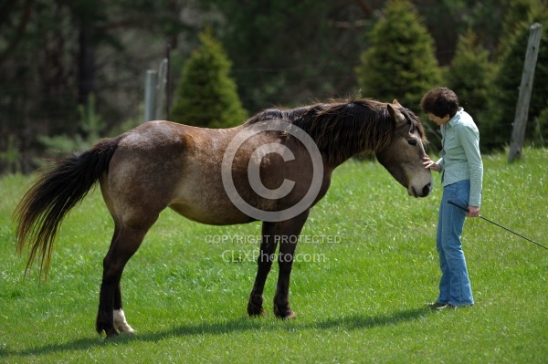 Tennessee Walker