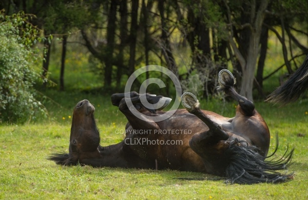Taking a Roll after the Ride to Boundary Hut, Wild Womens Expeditions with Adventure Horse Trekking New Zealand