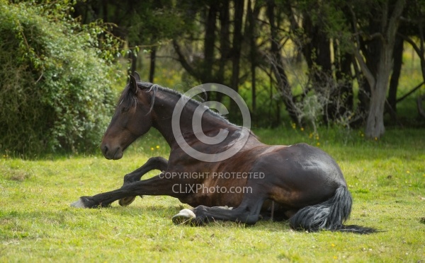 Taking a Roll after the Ride to Boundary Hut, Wild Womens Expeditions with Adventure Horse Trekking New Zealand