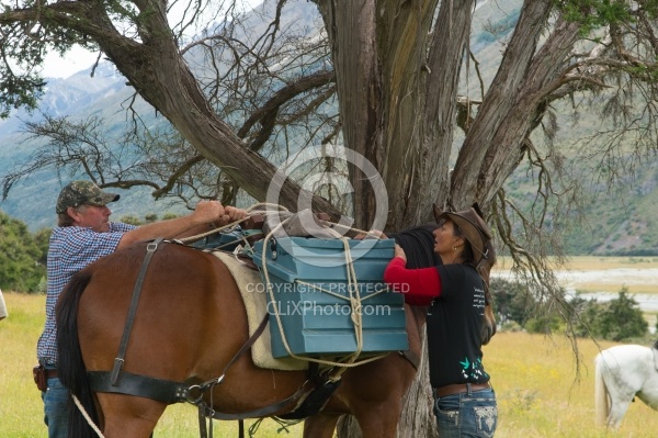 Packing up the Horses for Ride from Boundary Hut to Dingleburn Station