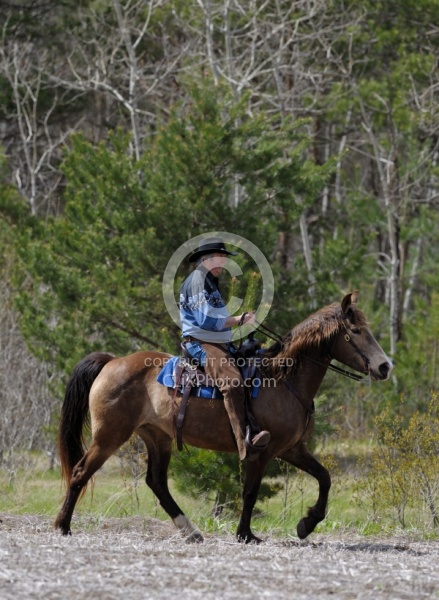 Tennessee Walker Ridden