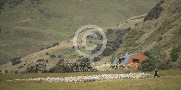 Owner Nicky shows us Her Herd Dogs at Dingleburn Station on the Land of the Long White Cloud Ride with Wild Womens Expeditions and Adventure Horse Trekking New Zealand