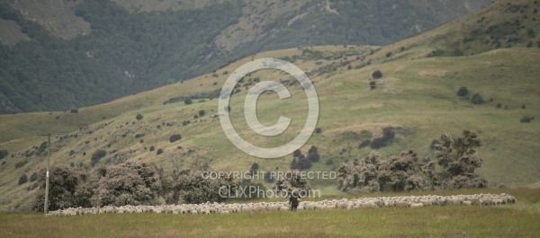 Owner Nicky shows us Her Herd Dogs at Dingleburn Station on the Land of the Long White Cloud Ride with Wild Womens Expeditions and Adventure Horse Trekking New Zealand