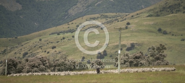 Owner Nicky shows us her herd Dogs at Work at Dingleburn Station on the Land of the Long White Cloud Ride with Wild Womens Expeditions and Adventure Horse Trekking New Zealand