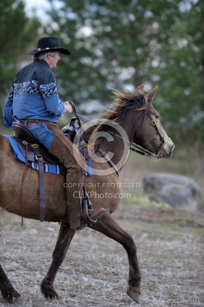 Tennessee Walker Ridden
