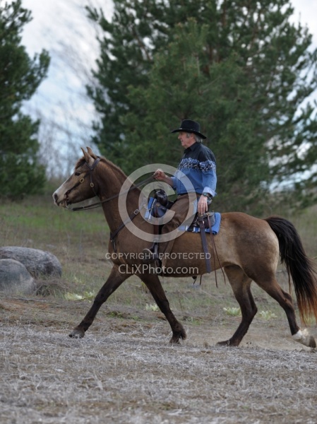 Tennessee Walker Ridden