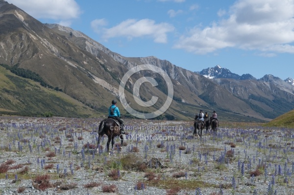 Riding in Ahuriri Conservation Area New Zealand , Wild Women Expeditions with Adventure Horse Trekking New Zealand 