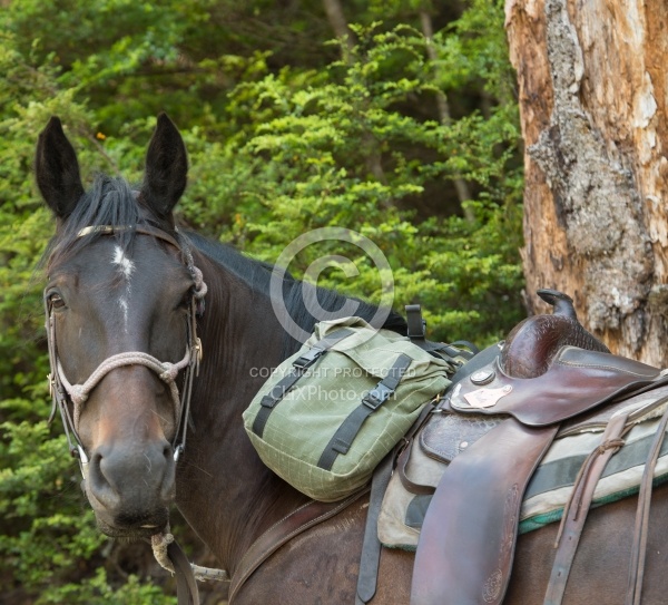 Riding in Ahuriri Conservations Area with Wild Women Expeditions and Adventure Horse Trekking New Zealand