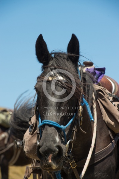 Riding in Ahuriri Conservations Area with Wild Women Expeditions and Adventure Horse Trekking New Zealand