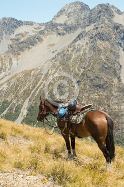 Riding in Ahuriri Conservations Area with Wild Women Expeditions and Adventure Horse Trekking New Zealand