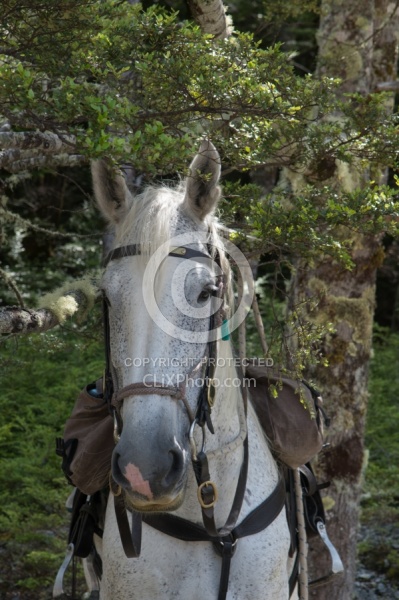 Riding in Ahuriri Conservations Area with Wild Women Expeditions and Adventure Horse Trekking New Zealand