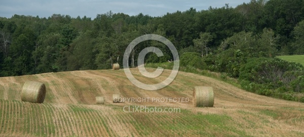 Round Bales of Hay