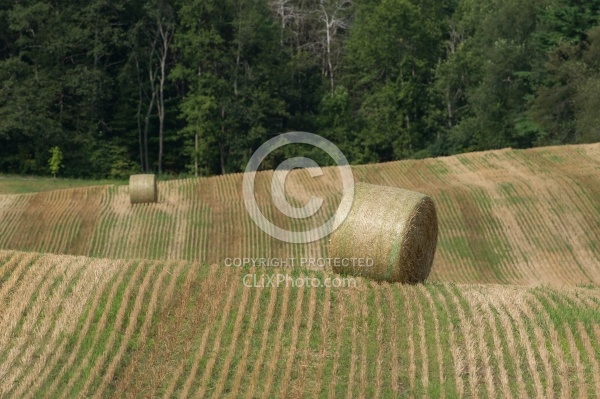 Round Bales of Hay