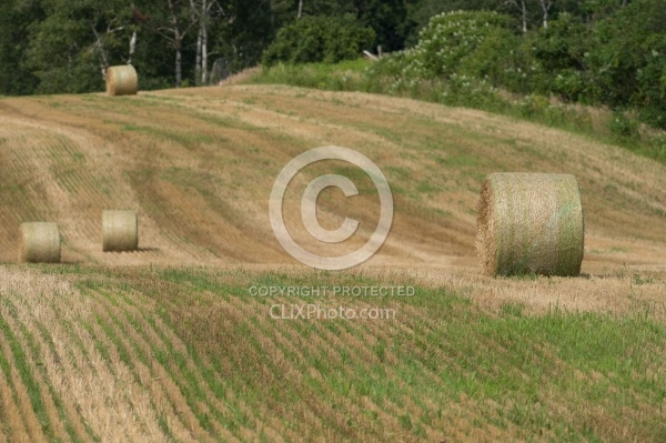 Round Bales of Hay