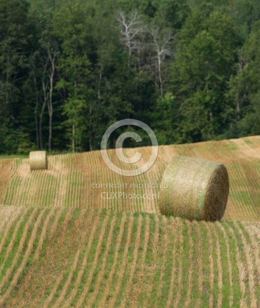 Round Bales of Hay