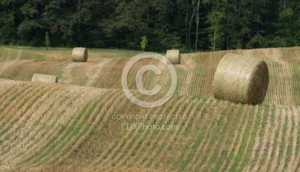 Round Bales of Hay